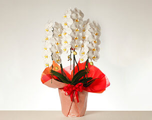 bouquet-de-Bianca（ブーケ・ド・ビアンカ）